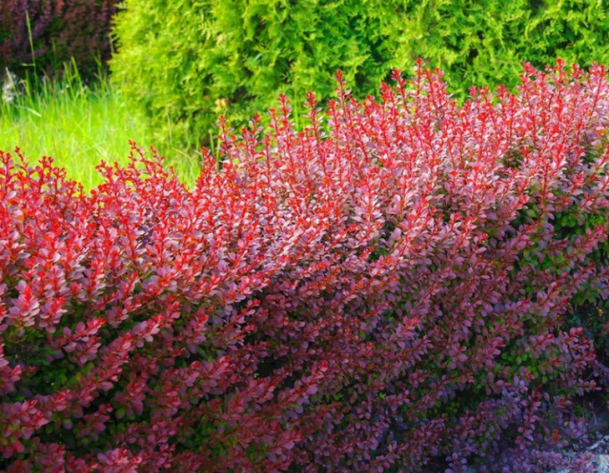 Klammerdäumling Atropurpurea