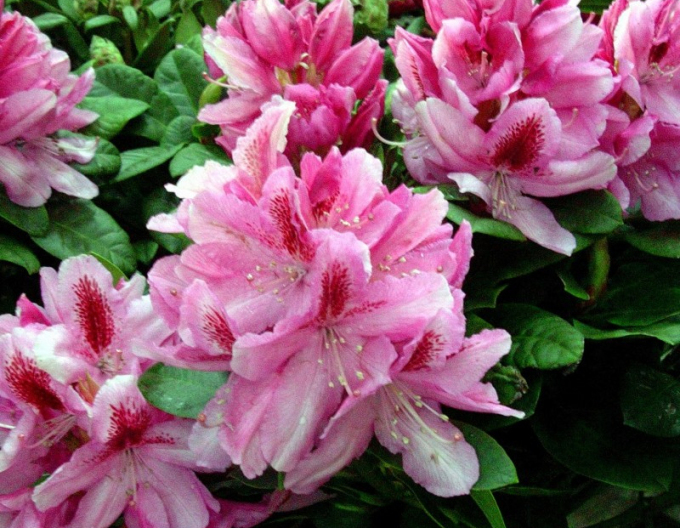 Rhododendron Furnivalls Daughter