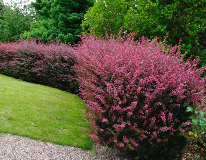 Klammerdäumling Atropurpurea