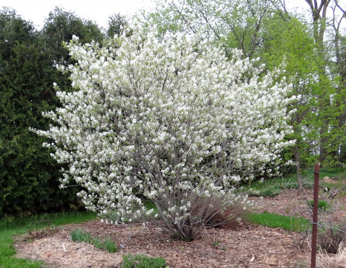 Leinkraut Honeywood 175/200