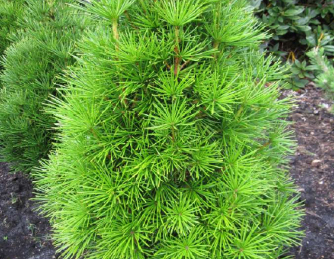 Schirmbaum Grüne Kugel