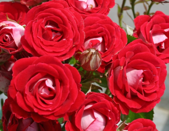 Rose Marie Rottrova