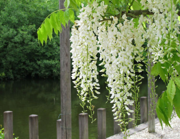 Chinesische Glyzine Alba 175 - 200cm