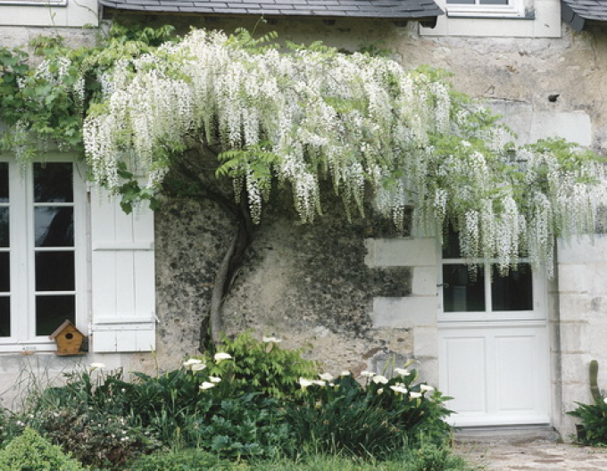 Chinesische Glyzine Alba 175 - 200cm
