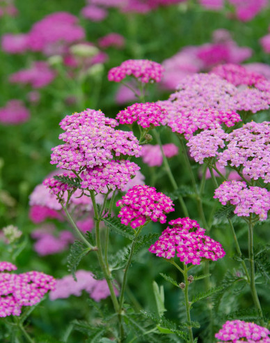 Gemeine Schafgarbe ´Cerise Queen´