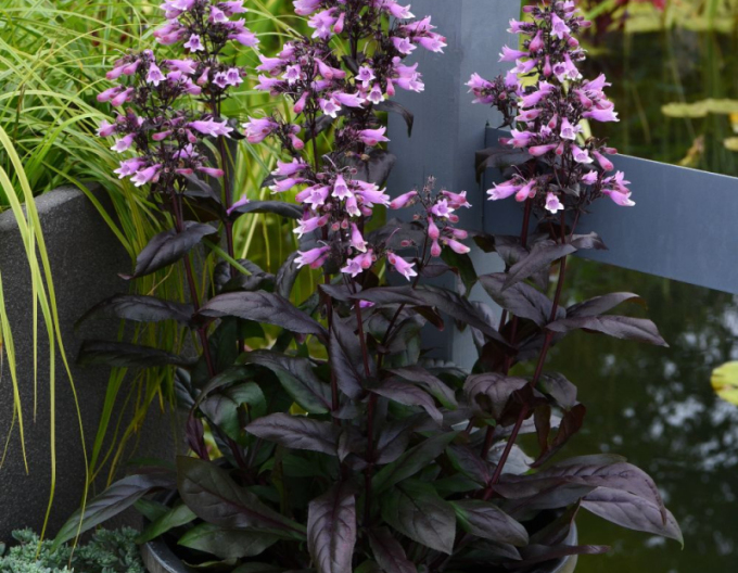 Draco Dunkle Türme