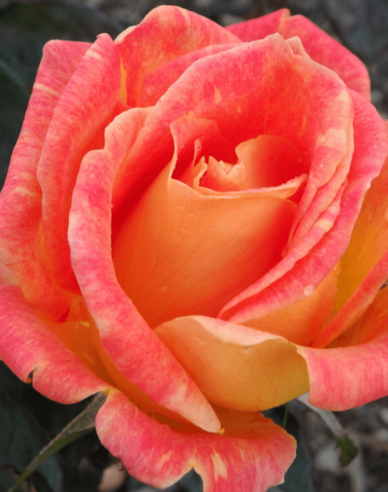 Baumrose Harry Wheatcroft