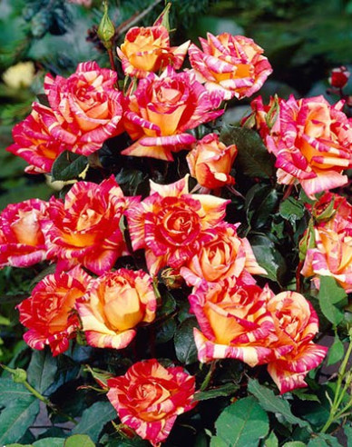 Baumrose Harry Wheatcroft