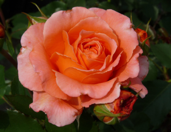 Rose Atakama