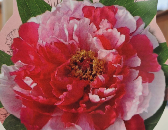 Strauchige Pivonia - Rosa und weiß