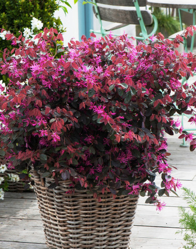 Loropetalum  Fire Dance