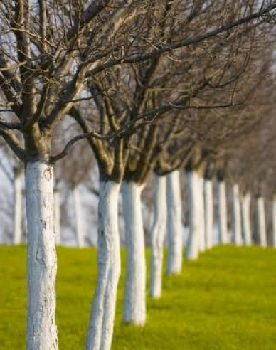 Biovita Kalk für Baum- und Strauchbleiche Eimer 1kg