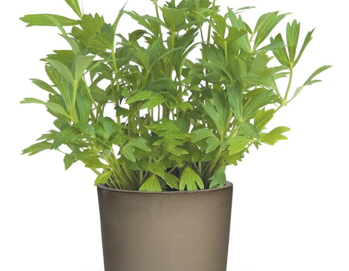 Lakritz 2,5l