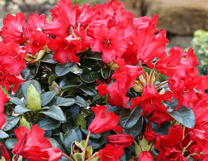 Rhododendron Bengal