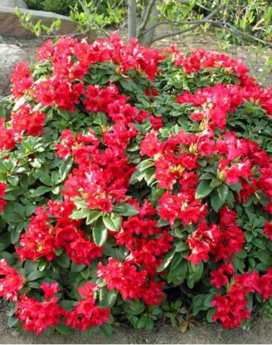 Rhododendron Bengal