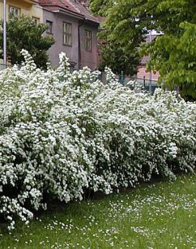 Heckenspiere