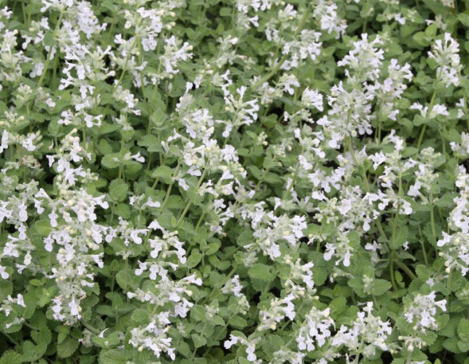 Snow Flake Gartenrasenmäher Snow Flake