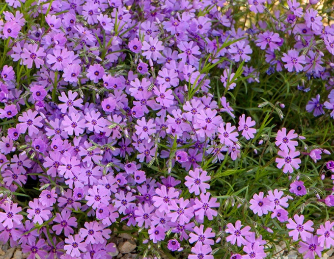 Flox Lila Schönheit