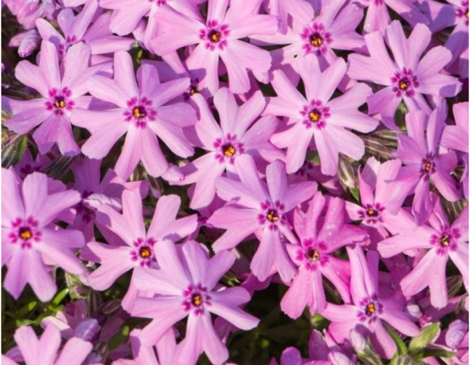 Flox Fabelhafte Rose