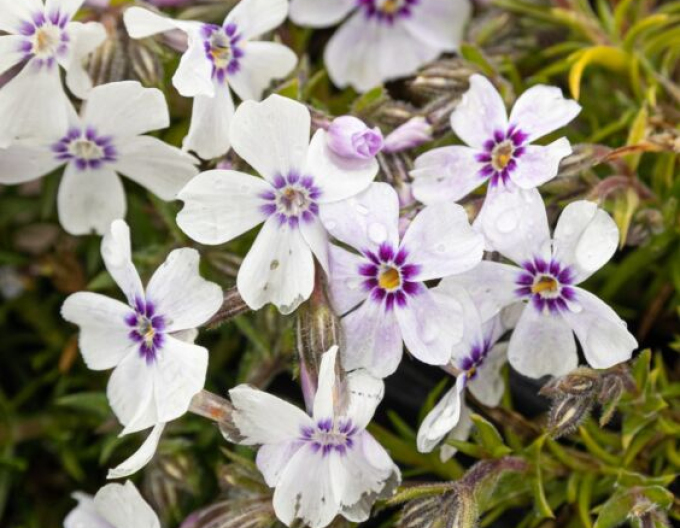 Flox Fabelhafte weiße Lichtrose