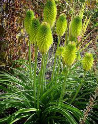 Taschenlampe Limelight