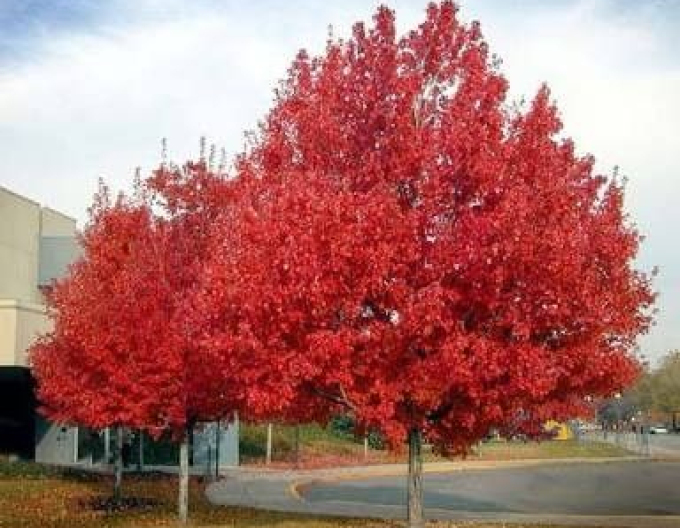 Rot-Ahorn October Glory
