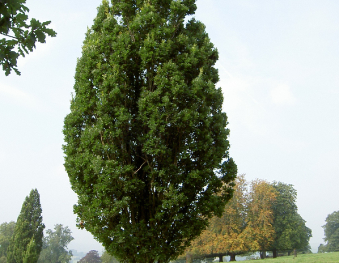 Eiche Fastigiata Koster