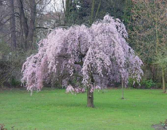 Zierkirsche Pendula Plena Rosea