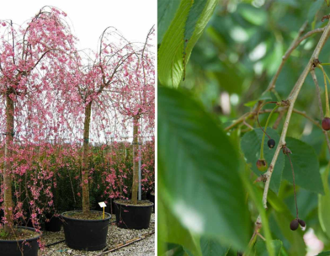 Zierkirsche Pendula Plena Rosea