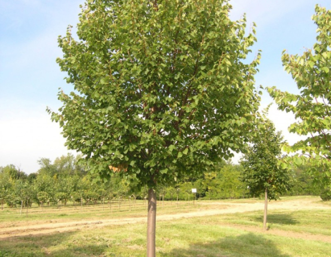 Linde Greenspire