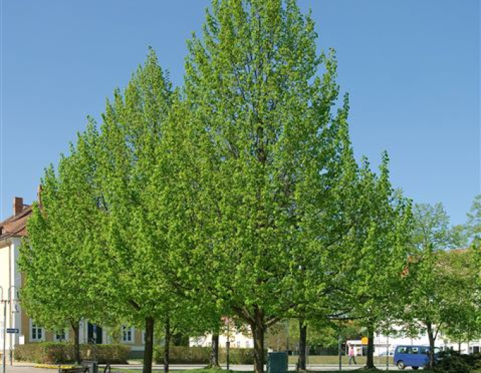 Linde Greenspire