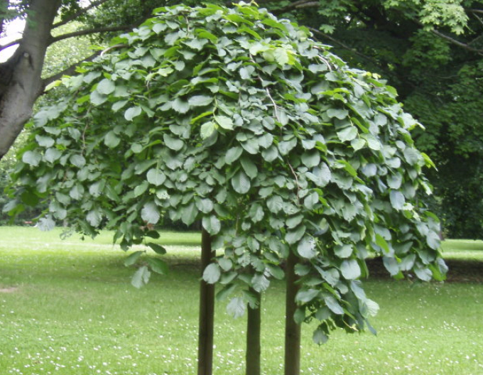 Bergulme Camperdownii