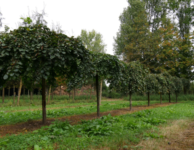Bergulme Camperdownii