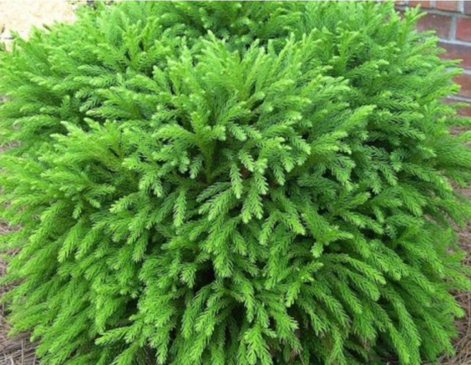 Cryptomeria japonica Elegans Nana