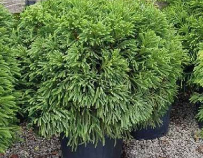 Cryptomeria japonica Elegans Nana