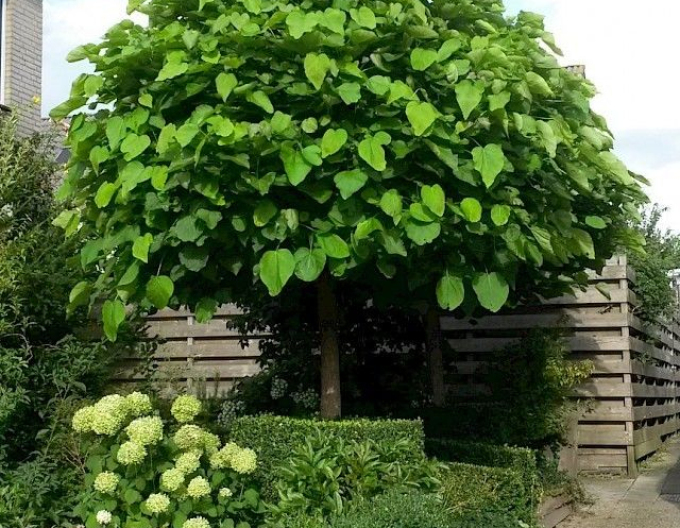 Catalpa Nana