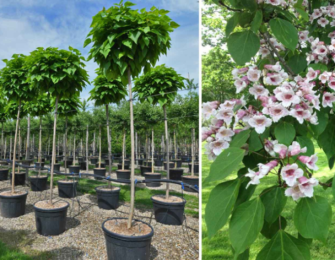 Catalpa Nana