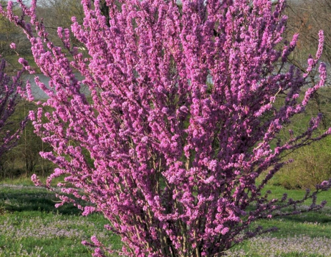 Judasbaum  Avondale 100cm