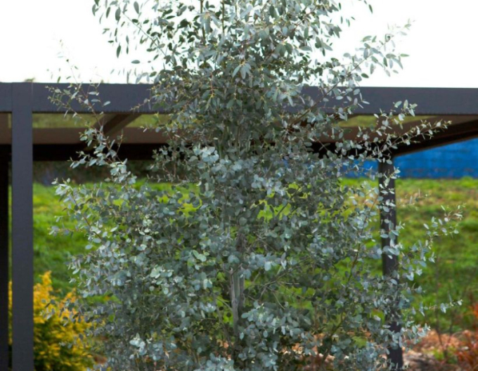 Eukalyptus Silveriana
