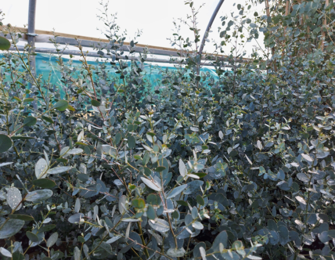 Eukalyptus Silveriana