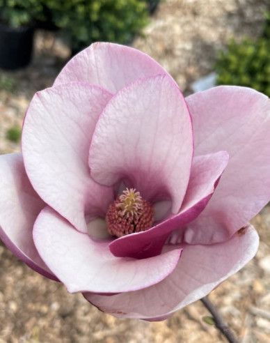 Magnolie Cameo