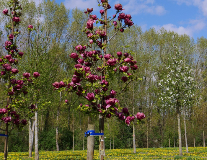 Magnolie Genie - Stämmchen