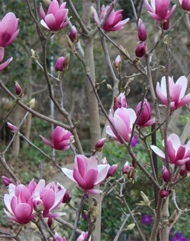 Magnolie Andre Leroy