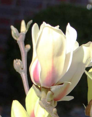 Magnolie Sunrise - Stämmchen
