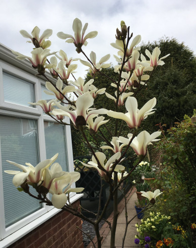 Magnolie Sunrise - Stämmchen