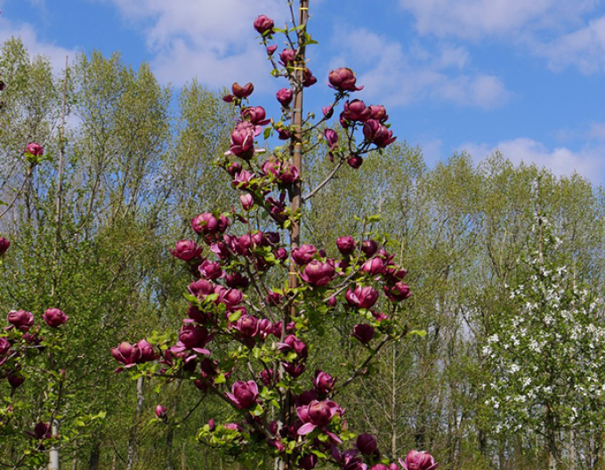 Magnolie Genie - Stämmchen