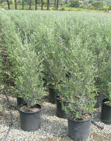 Olivenbaum Cipressino 80 - 100cm