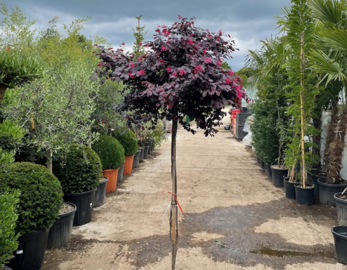 Loropetalum Fede auf einem Stiel