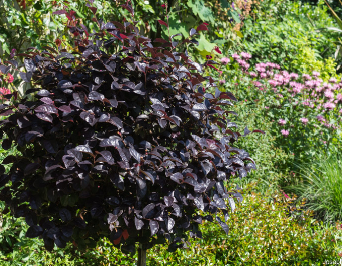 Loropetalum Fede auf einem Stiel