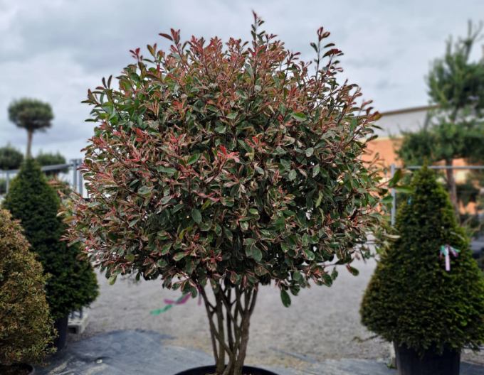 Glanzmispel Pink Marble